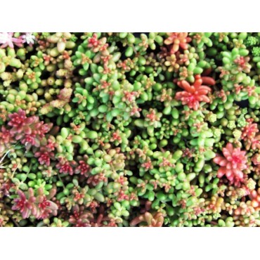 Sedum Album Coral Carpet 
